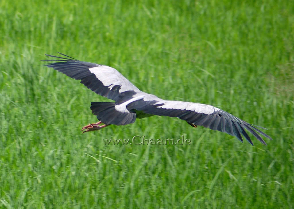 Fliegender Storch in Cha-Am