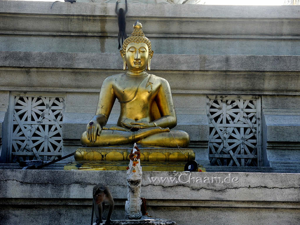 Buddha und Affen in Cha-Am