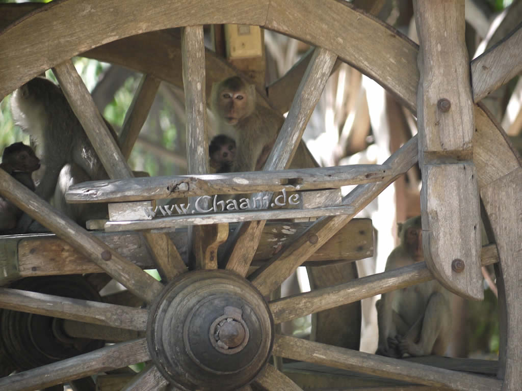 Abenteuerspielplatz für Affen in Cha-Am
