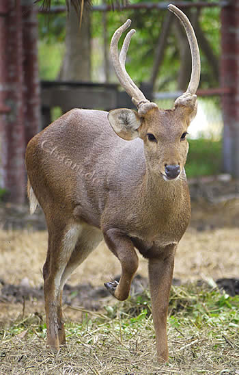 Ein Reh im Wildpark von Ancient City