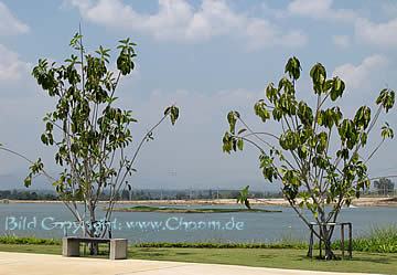 Blick auf den See in Thailand