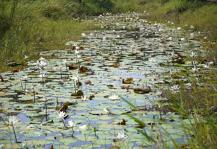 Lotos oder Lotus Blumen in Thailand