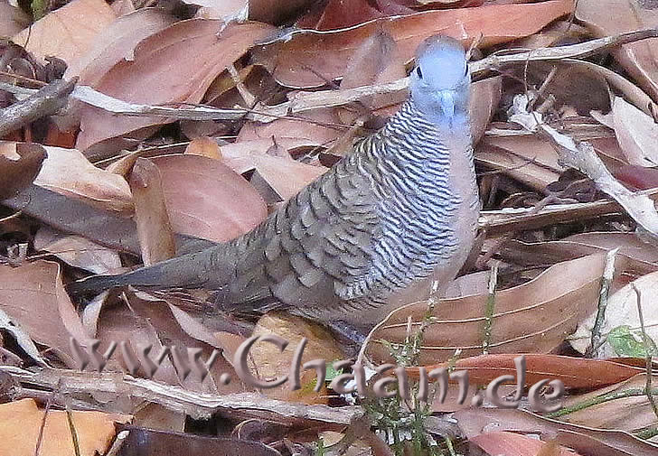 Blauer Vogel im Cha-Am Forest park