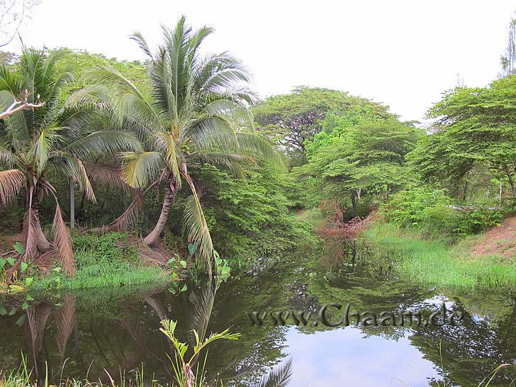 Ein See im Waldpark von Cha-Am