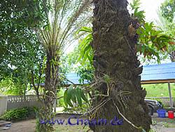 Exotische Palmen in der Villa