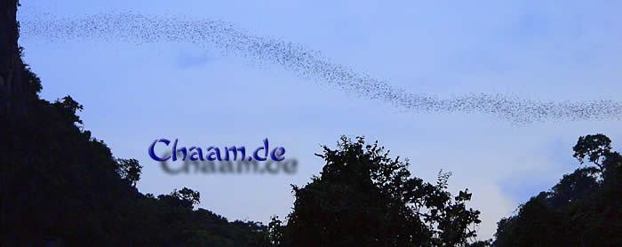 Fruchtfledermäuse auf dem Weg zum Fressen