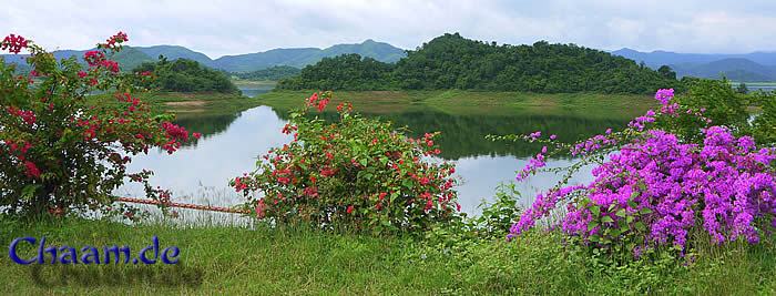 Seltene Blumen im Naturschutzgebiet