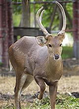 Ancient City Deers garden, Hirsche und Rehe
