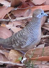 Blauer Vogel im Waldpark Cha-Am