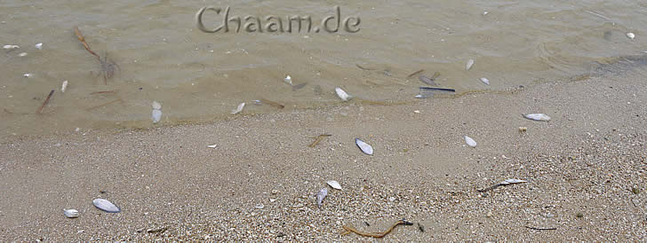 Tote Fische Strand Cha-Am
