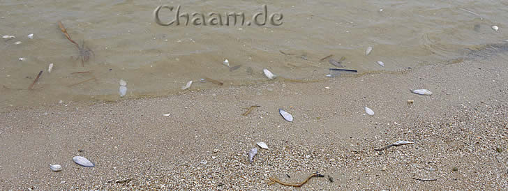 Tote Fische Strand Cha-Am
