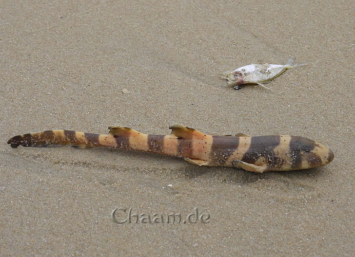 Fischsterben in Thailand