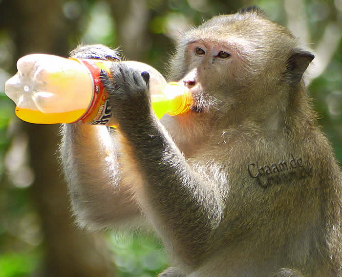 Affe klaut Sprudel in Thailand