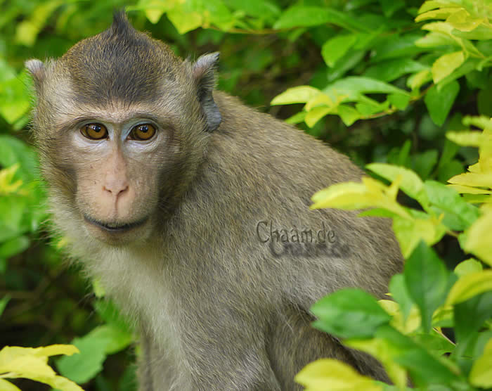 Süßer kleiner Affe, Affenbaby aus Thailand