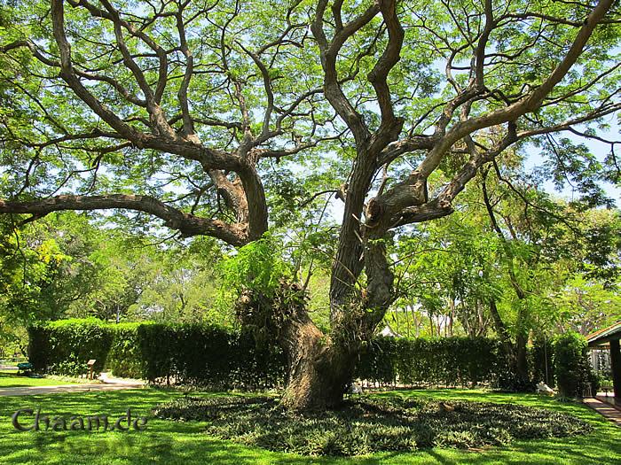 Uralter Baum Teakholz Palast Phra Ratchaniwet Maruek Thayawan