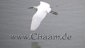 Fliegender Seevogel Cha-Am